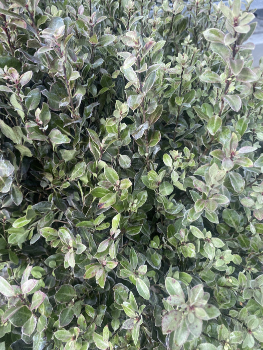 Pittosporum Tenuifolium Tom Thumb 15 Litre Pot