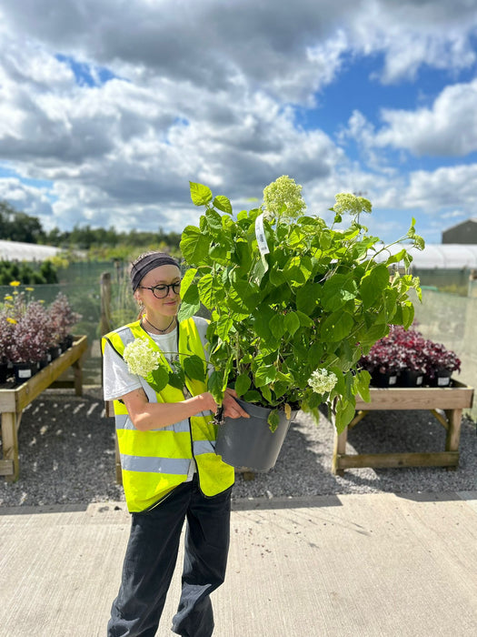 Hydrangea Arborescens Annabelle 10 Litre Pot