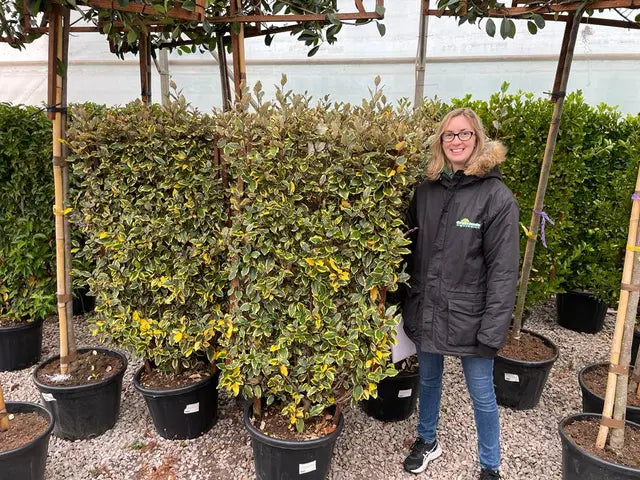 Elaeagnus x Vivileg Pleached Wall Frame 45 Litre Pot 120x70