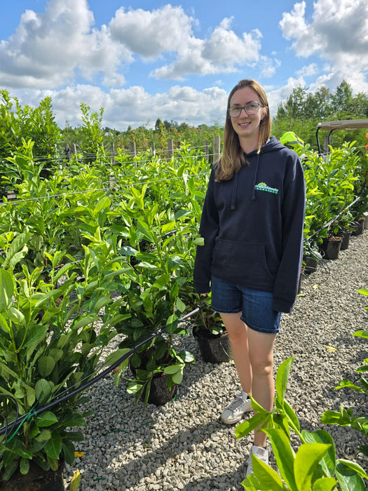 Laurel Hedging, Cherry Laurel Hedging 10 Litre Pot 100/125cm