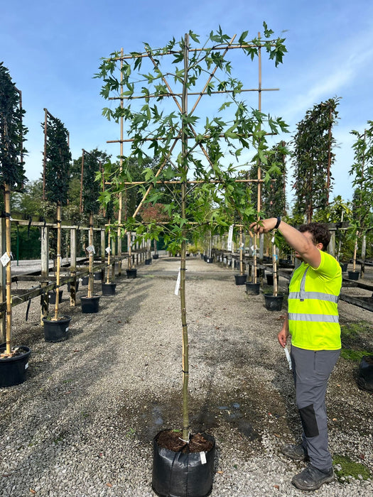 Liquidambar Styraciflua Pleached Standard 150 Stem 8/10 cm Girth 120cm x 140cm Frame