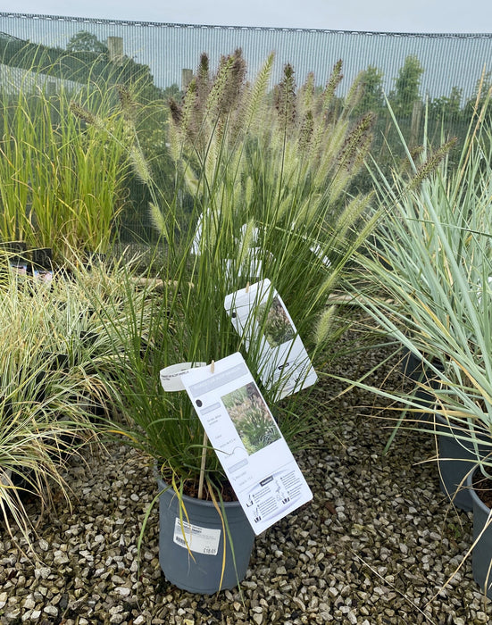 Pennisetum Alopecuroides Hameln 4.5 Litre Pot