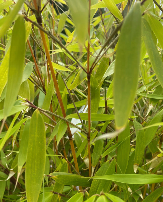 Bamboo Fargesia Robusta Pingwhu 18 Litre Pot