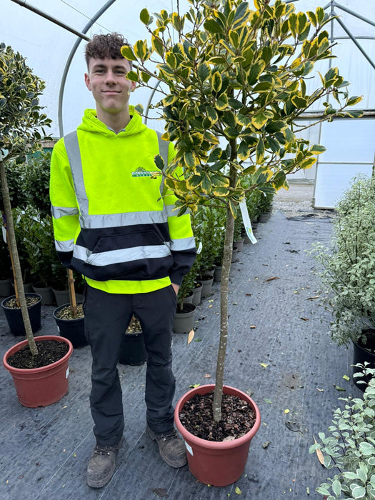 Ilex Gold King 20 Litre Pot Half Standard 110cm Stem