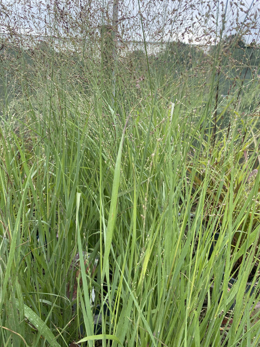 Panicum virgatum Heiliger Hain 4.5 Litre