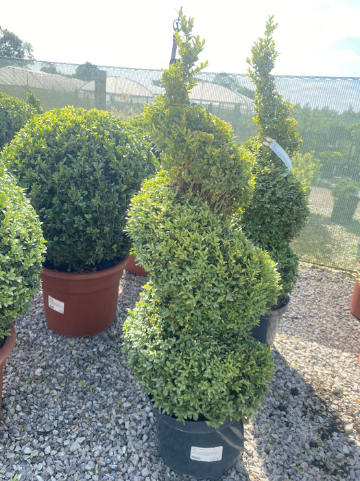 Buxus Or Box Spiral 10 Litre Pot 90-100cm