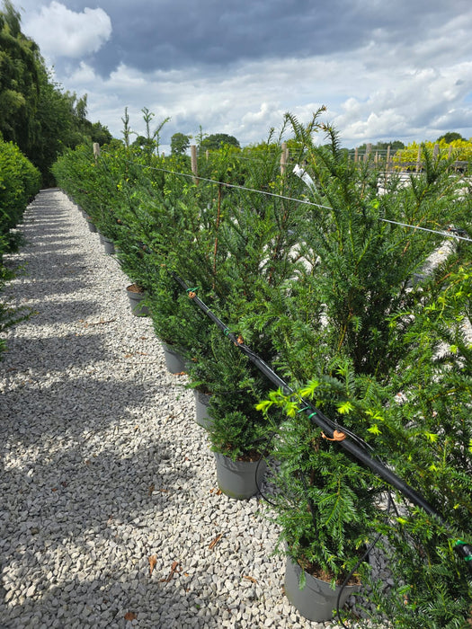 Yew Hedging  10 Litre Potted 100-120cm