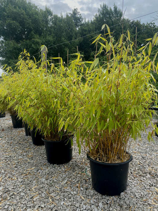 Bamboo Fargesia Robusta Pingwhu 18 Litre Pot