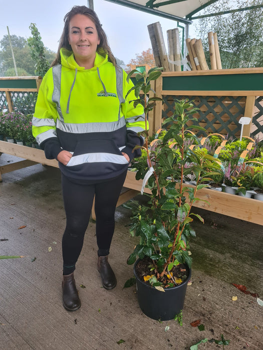 Azalea Mollis Klondyke 20 Litre Pot 100/120cm