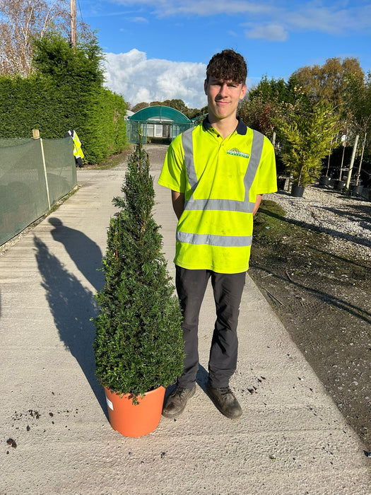 Yew Cone 20 Litre Pot 110-120cm