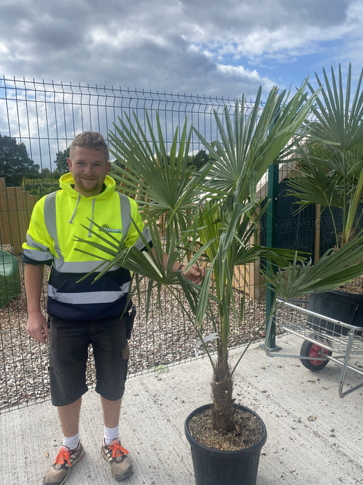 Trachycarpus Fortunei 20 Litre Pot