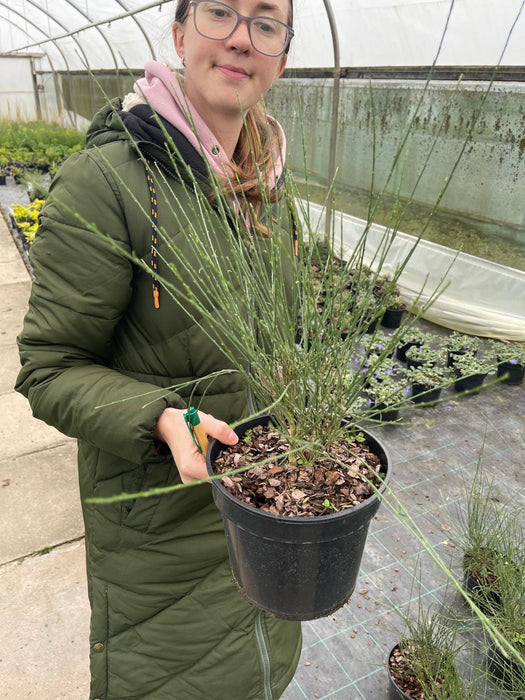 Cytisus x praecox Albus 3 Litre Pot