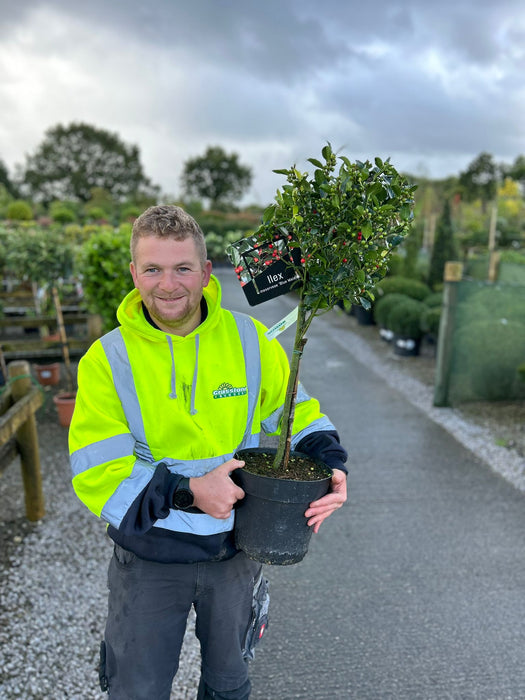 Ilex Meserveae Blue Maid 1/4 Standard 6 Litre Pot