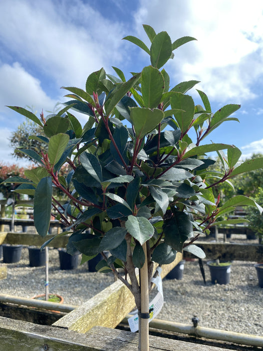 Photinia Robusta Compacta 1/4 Standard 7 Litre Pot