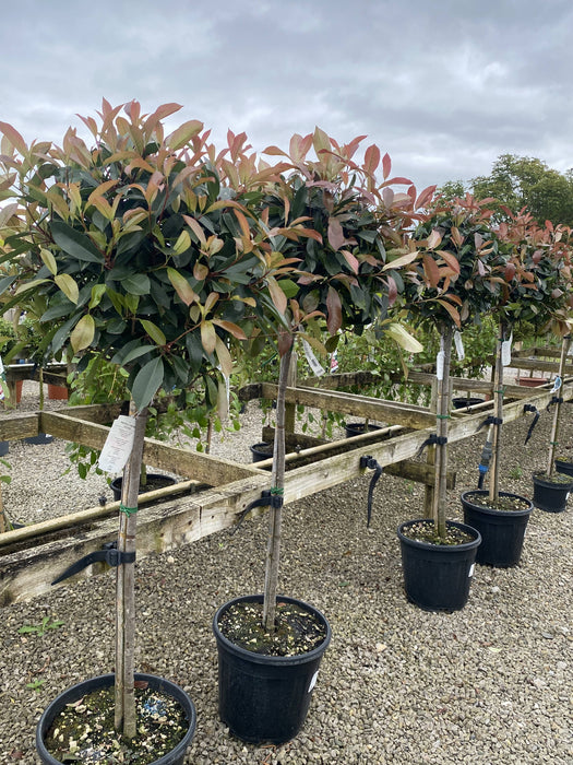 Photinia Red Robin 25 Litre Pot 1/2 Standard 50-60cm Head