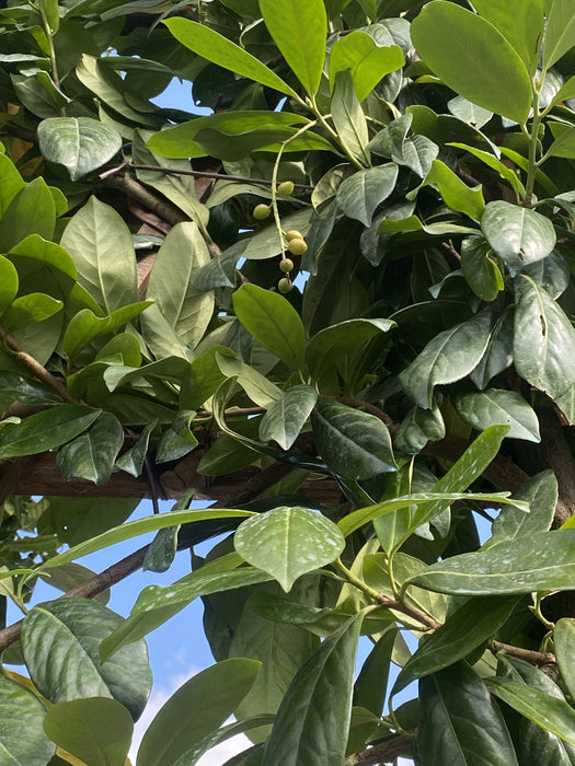 Prunus Novita Pleached Laurel Tree 200cm Stem 120x120cm Frame