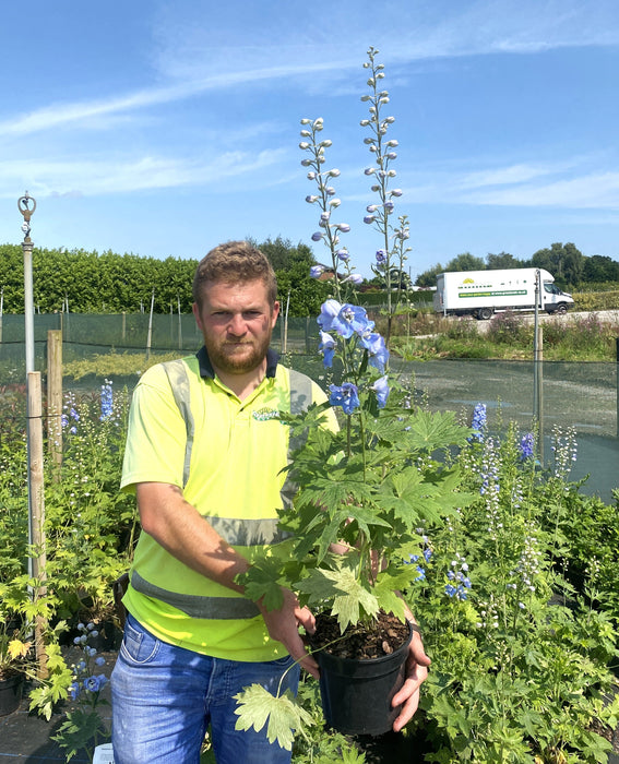 Delphinium Dark Blue White Bee 3 Litre Pot