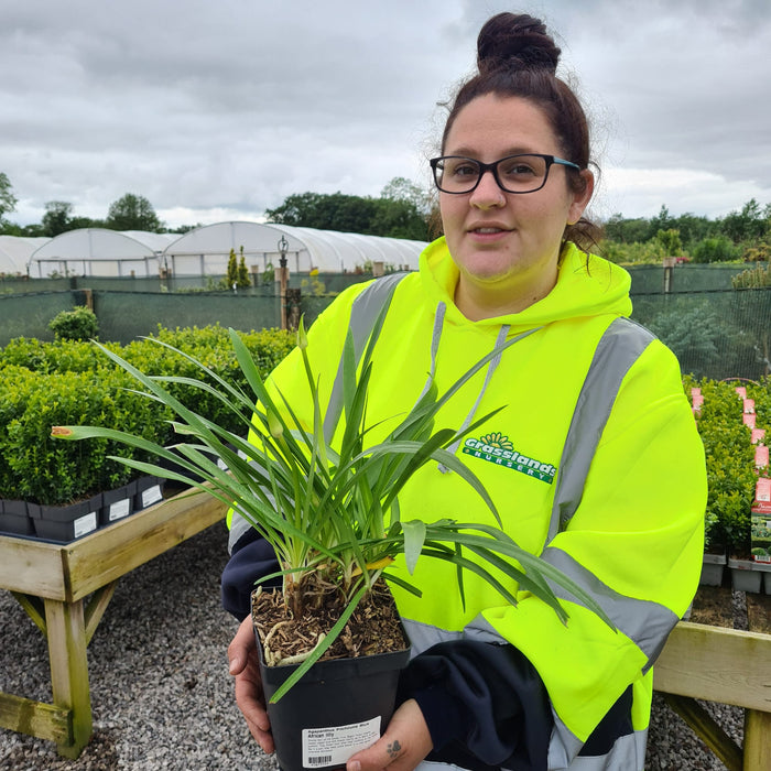 Agapanthus Pitchoune Blue 2 Litre Pot