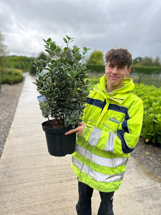 Euonymus Japonicus Kathy 7.5 Litre Pot