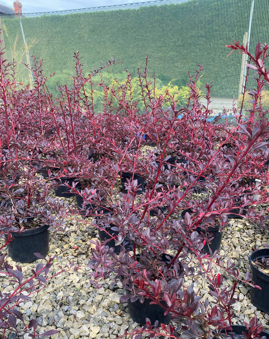 Berberis Hedging Red Chief 2 Litre Pot