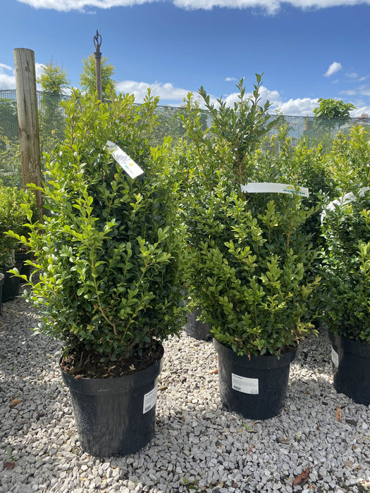 Box Hedging 50-60cm 7.5 Litre Pot