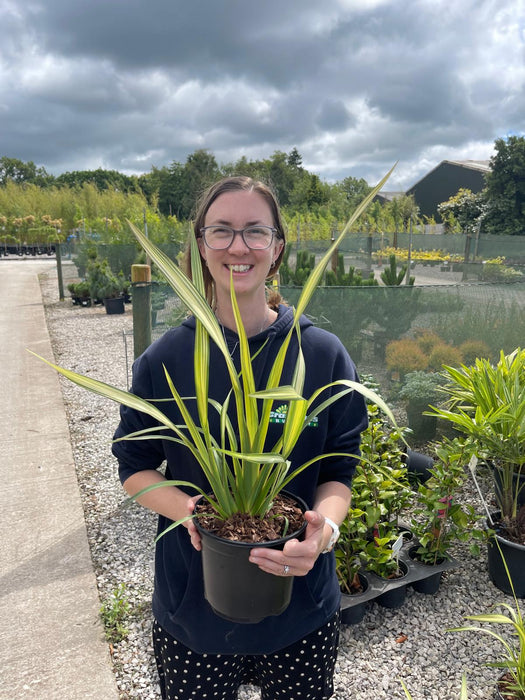 Phormium Tenax Yellow Wave 3 Litre