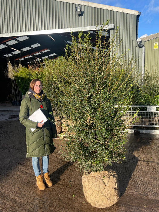 Osmanthus Burkwoodii Root Balled Solitaire Specimen 190/200cm