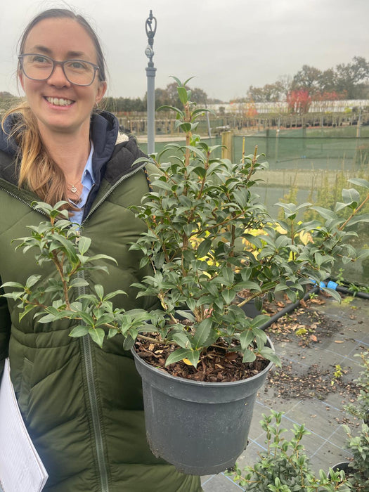 Osmanthus Burkwoodii 5 Litre Pot