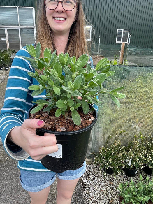 Cistus Sunset 3 Litre Pot