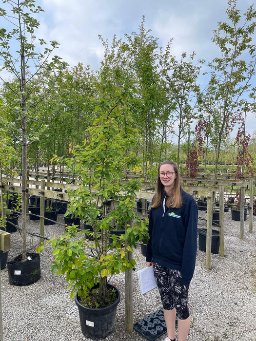 Amelanchier Lamarckii Rootballed Multi Stem 100/125cm