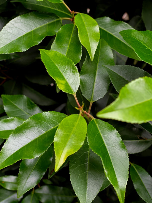 A close up of a portuguese laurel leaf