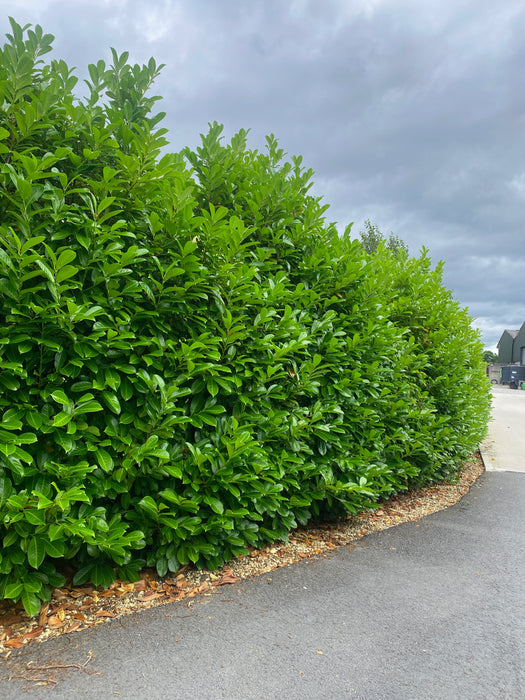 Laurel Hedging, Cherry Laurel Root Ball 125/150cm Pre Order October