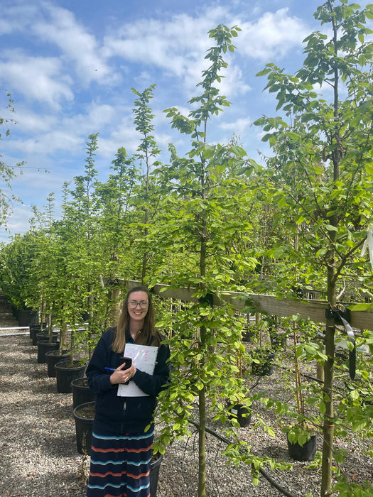 Carpinus Betulus Rootballed Heavy Standard 10-12cm Girth Delivery November