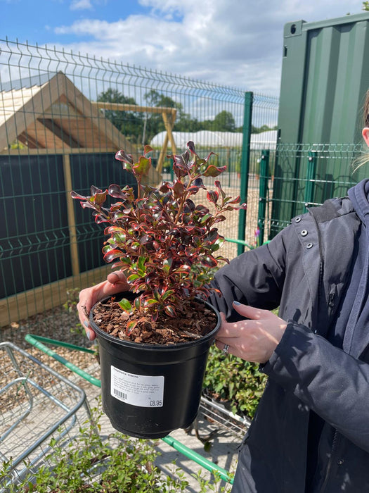 Coprosma Inferno 3 Litre Pot