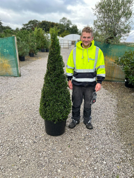 Yew Cone 30 Litre Pot 130/140cm