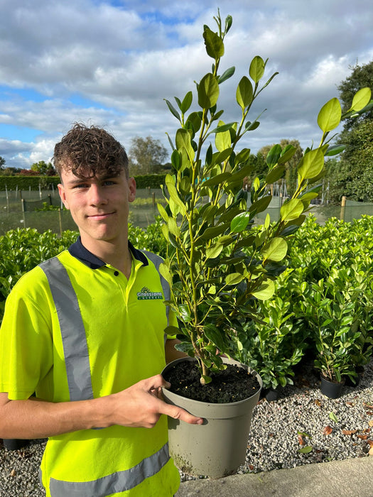 Griselinia Littoralis Green Horizon 5 Litre 80/90cm