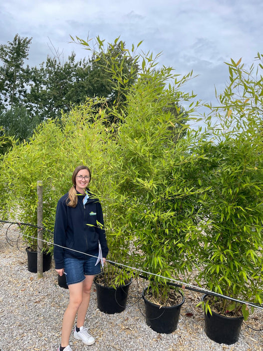 Bamboo Phyllostachys Bissetii 30 Litre Pot 250/300cm