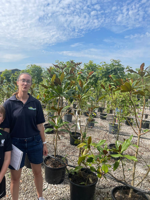 Magnolia Grandiflora Goliath 25 Litre Pot Seconds Quality