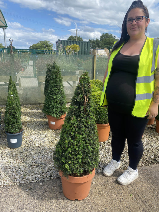 Yew Cone 12 Litre Pot 80/90cm