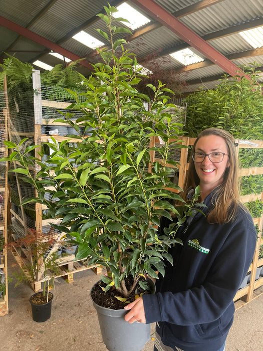 Prunus Lusitanica Myrtifolia Portuguese Laurel 7 Litre 100/110cm