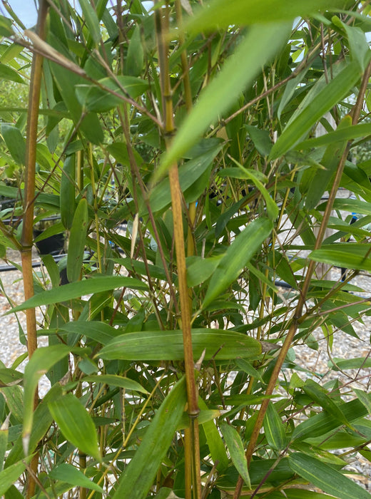 Golden Bamboo Phyllostachys Aurea 30 Litre Pot 175/200cm