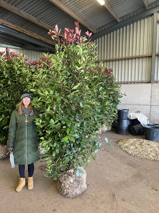 Photinia Red Robin Root Ball Solitaire  225cm