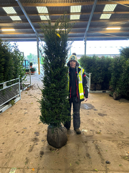 Yew Hedging 180-200cm Root Ball