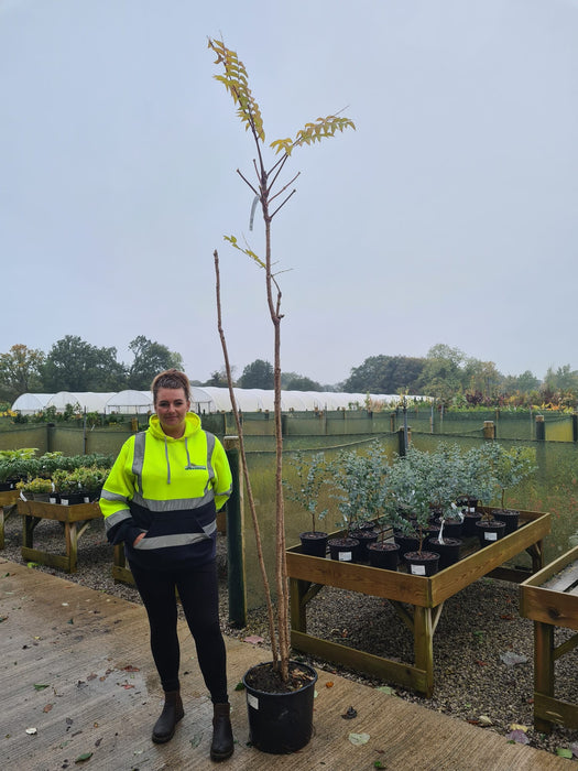 Aralia Elata 20 Litre Pot 3 metre