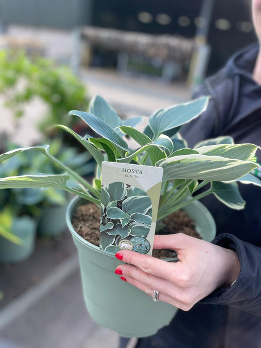 Hosta El Nino 5 Litre Pot