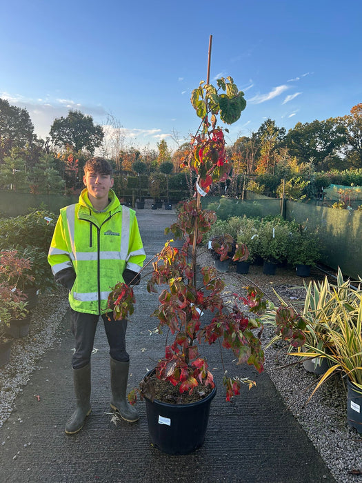 Cornus Nuttallii Eddies White Wonder 50 Litre Pot 175cm