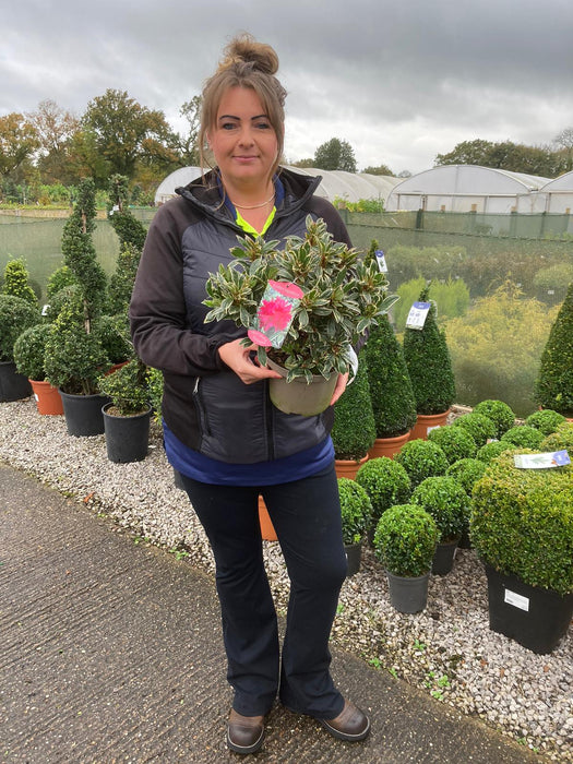 Azalea japonica Silver Sword 2 Litre Pot