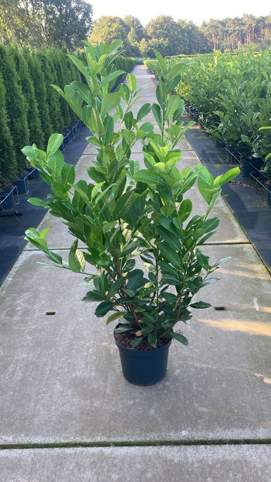 Laurel Hedging, Cherry Laurel Hedging 12 Litre Pot 125/150cm