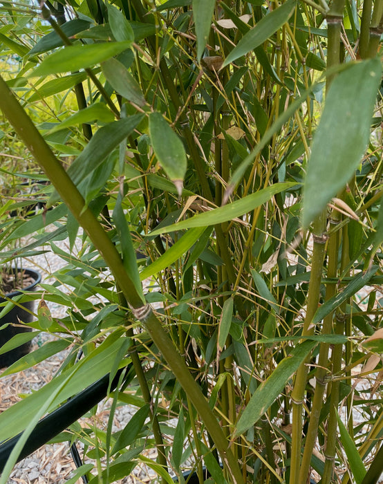 Bamboo Phyllostachys Bissetii 30 Litre Pot 250/300cm