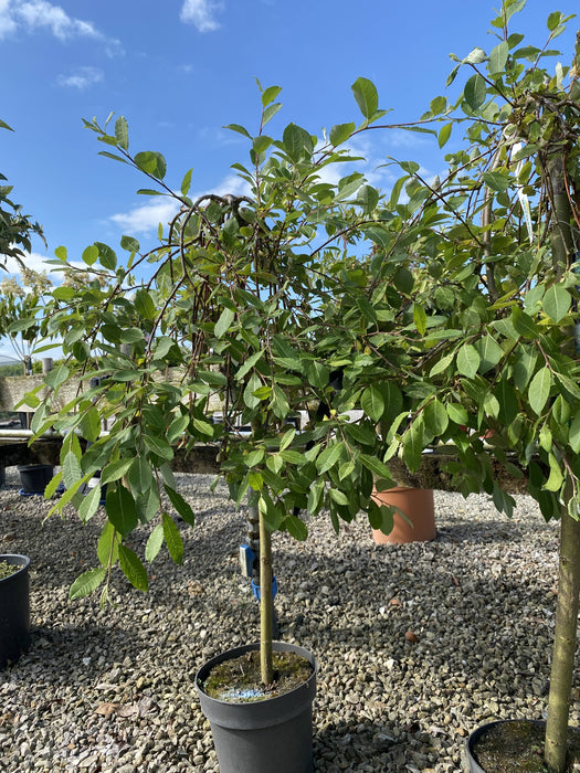 Salix Caprea Kilmarnock 15 Litre Pot 1/2 Standard